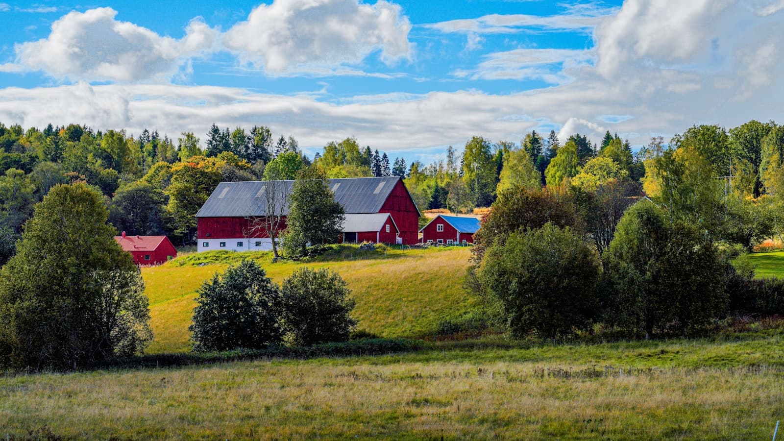Röda ekonomibyggnader på en kulle, omgivna av lövträd
